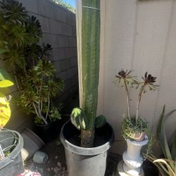 San Pedro Cactus 