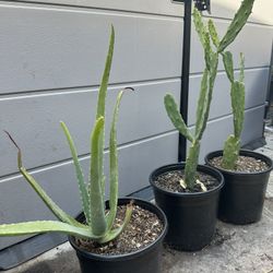 Aloe And Optunia Cacti 15/ea Or $40 For All 3