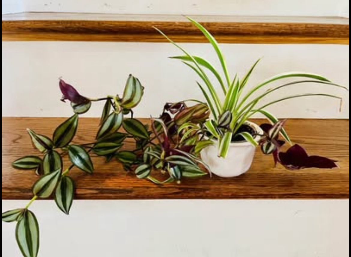 Spiders Plants & Tradescantia with Pot