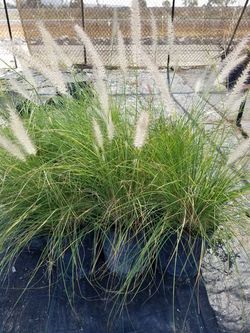 Fountain grass