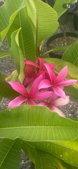 Plumerias for sale