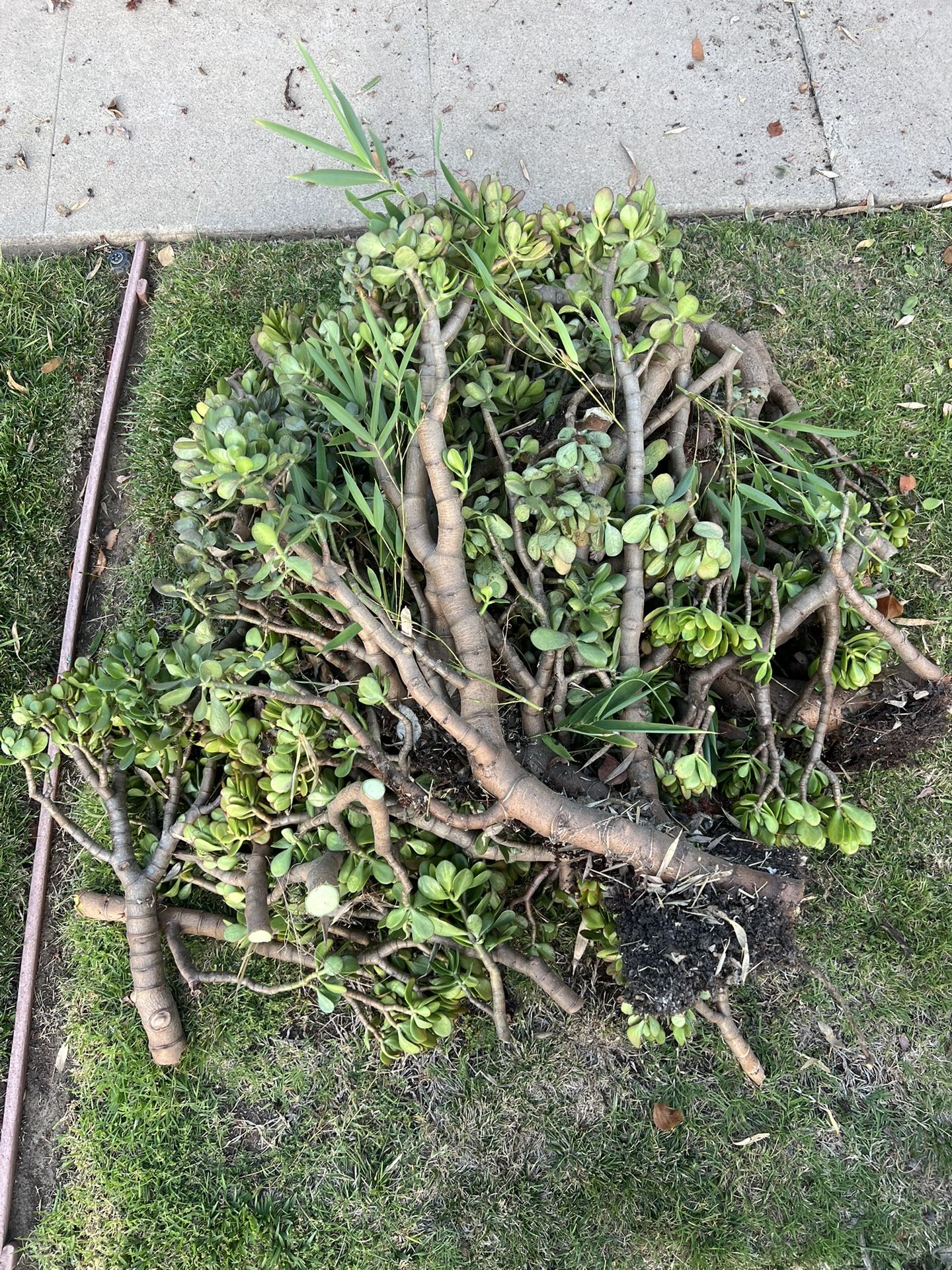 FREE JADE SUCCULENTS