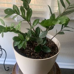 Plant for indoor!    Please!