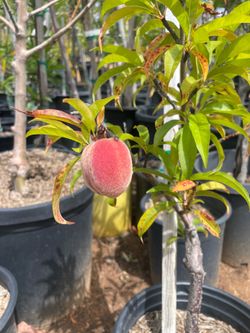 5 Gallon Size- Avocado Trees- Apple Trees- Apricot Trees- Cherry Trees- Peach Trees- Pomegranate Trees- Pear Trees- Guava Trees- Loquat Trees