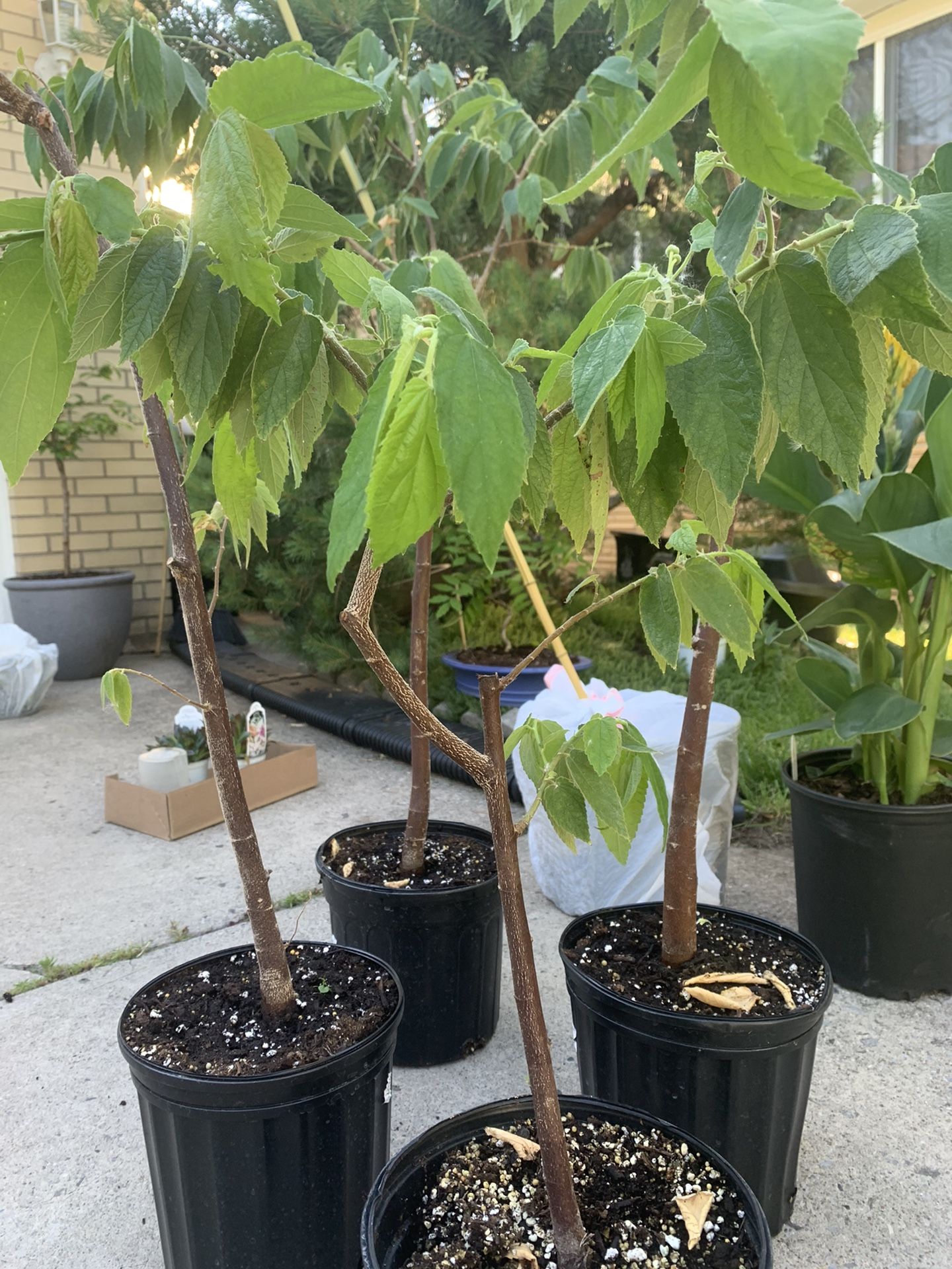 Jamaica Cherry (cây Trứng Cá)