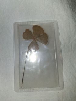 Four Leaf Clover, Natural Dry, 12 years old
