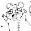 Racoon