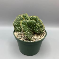 Euphorbia Ammak Crest Plant 🪴🌵