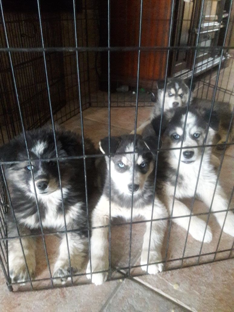 Siberian Husky puppies