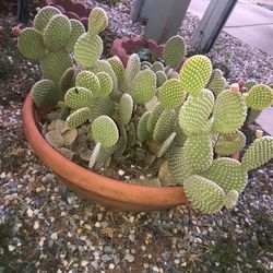 Beautiful plant