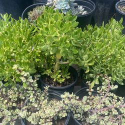 Succulent