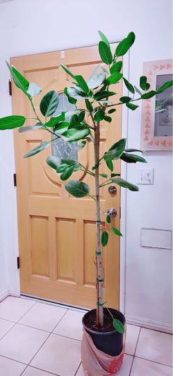 Audrey Ficus Tree