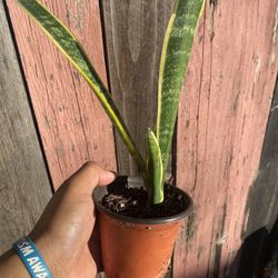 Snake Plant ‘Laurentii’ (Dracaena trifasciata)