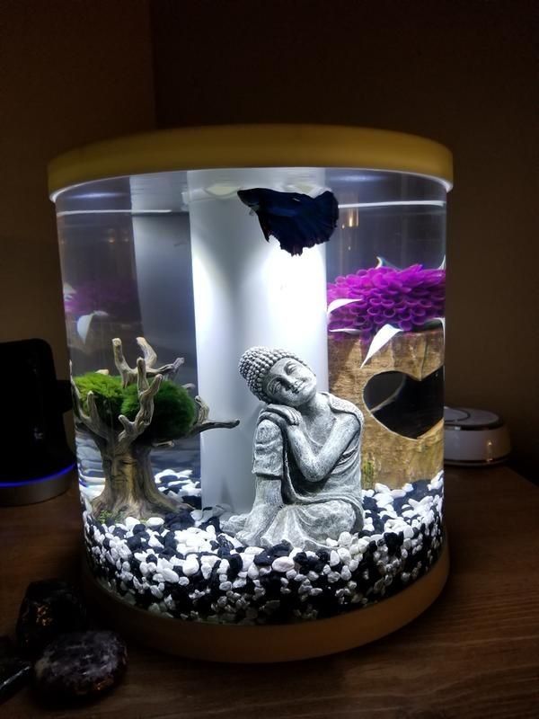 Betta Flo Fish Tank