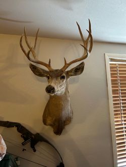 desert mule deer taxidermy