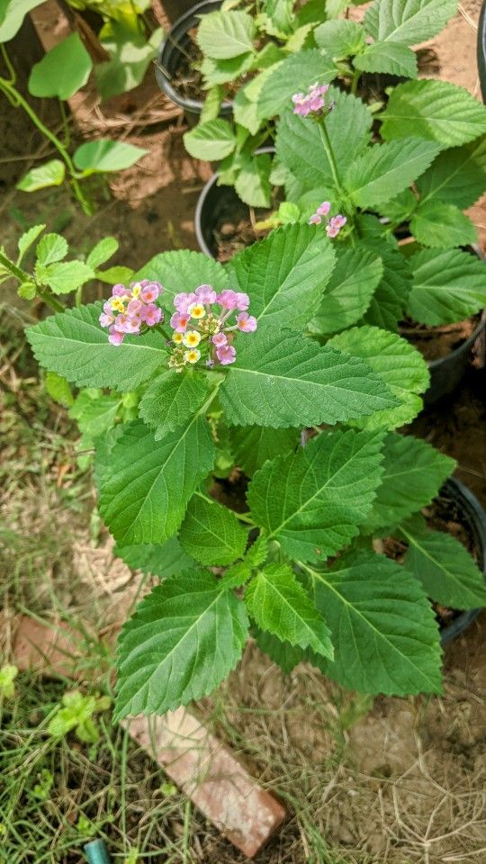 Lantana Plants In 1 Gallon Pot