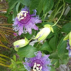 4 -6-8" Fragrant Purple Passion Fruit Vine Cuttings $6 -Ship $3.50 Or Deltona Florida Pickup 