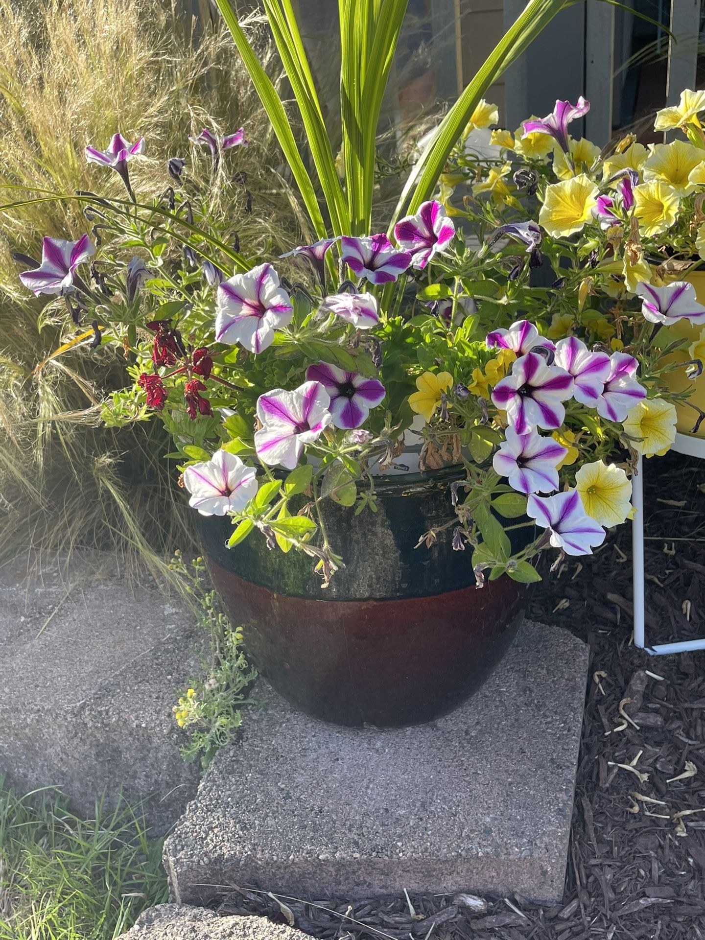 Flowers In Pot