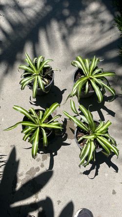 1 gallon spider plant indoor/outdoor