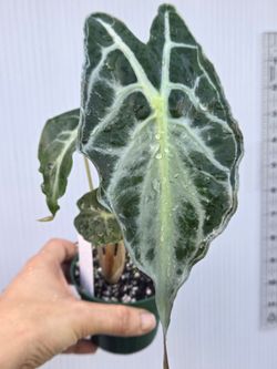Allocasia  Venom