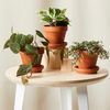 Plants & more