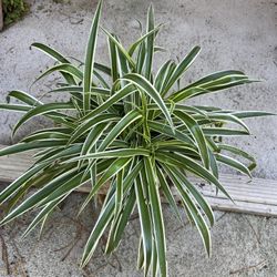 Ribbon Plant 