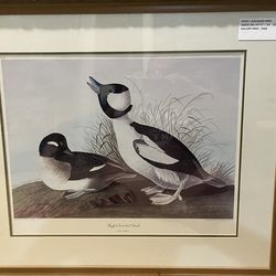 John Audubon Framed Art