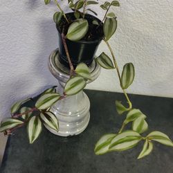 Tradescantia Zebrina Plants 