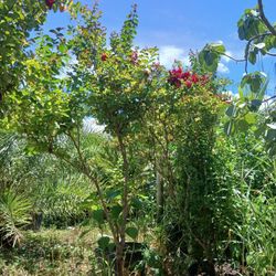 Crape Myrtle Trees🌳$200🌺Red Flowers..