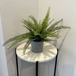 Fake Fern  Plant