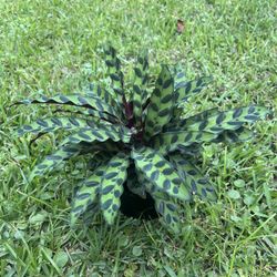 CALATHEA /PRAYER PLANTS (Air Purifying Home or Office) 6” Pot