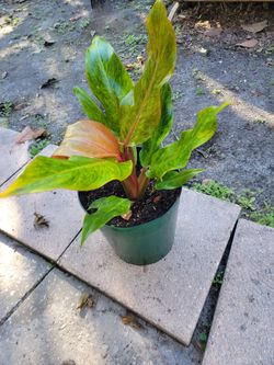 Philodendron Orange Marmalade