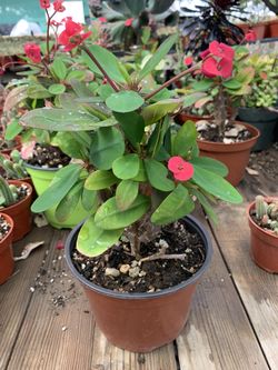 Euphorbia Milii - ‘Crown of Thorns’