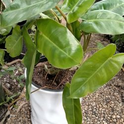 New White-footed Ceramic House Plant Pot