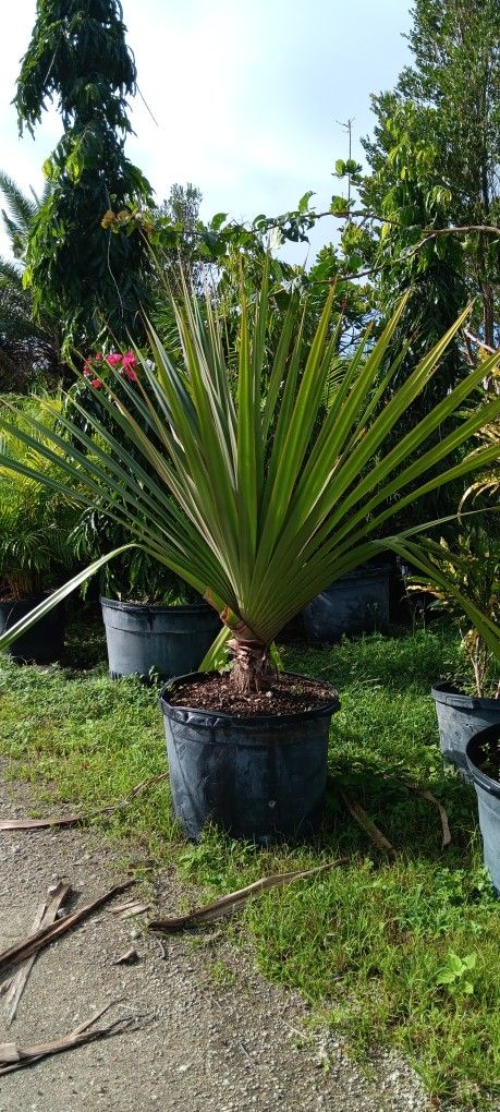 Pandanus Palm 25gl $175.00🌴