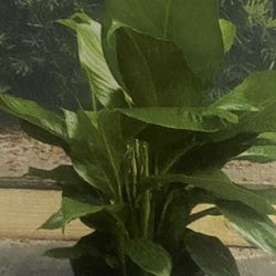 Indoor Plants For Sale 