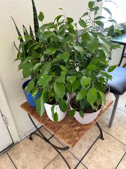Plants for sale 15 each