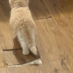 Botas Gato Con Botas