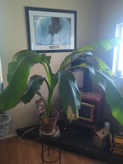 Giant red banana plant
