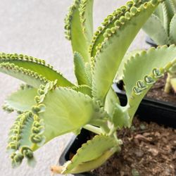 Kalanchoe, Mother of Thousands (Madre de mil)