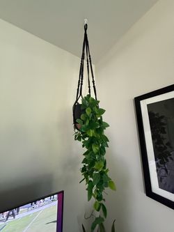 Plants and their pots