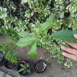 Hass Avocado Tree😃😃🌿🌿🌿🥑🥑🥑🥑