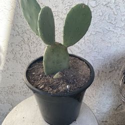 1.5 Gallon Pot Cactus Plant - Opuntia Stricta - Erect Prickly Pea Cactus - Live Cacti - Rooted & Established - Drought Resistant - 🌵