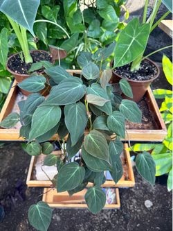 Philodendron Micans