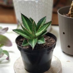 Marble Dishes