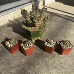 tephrocactus molinensis  $20 Each  (pups Only) 