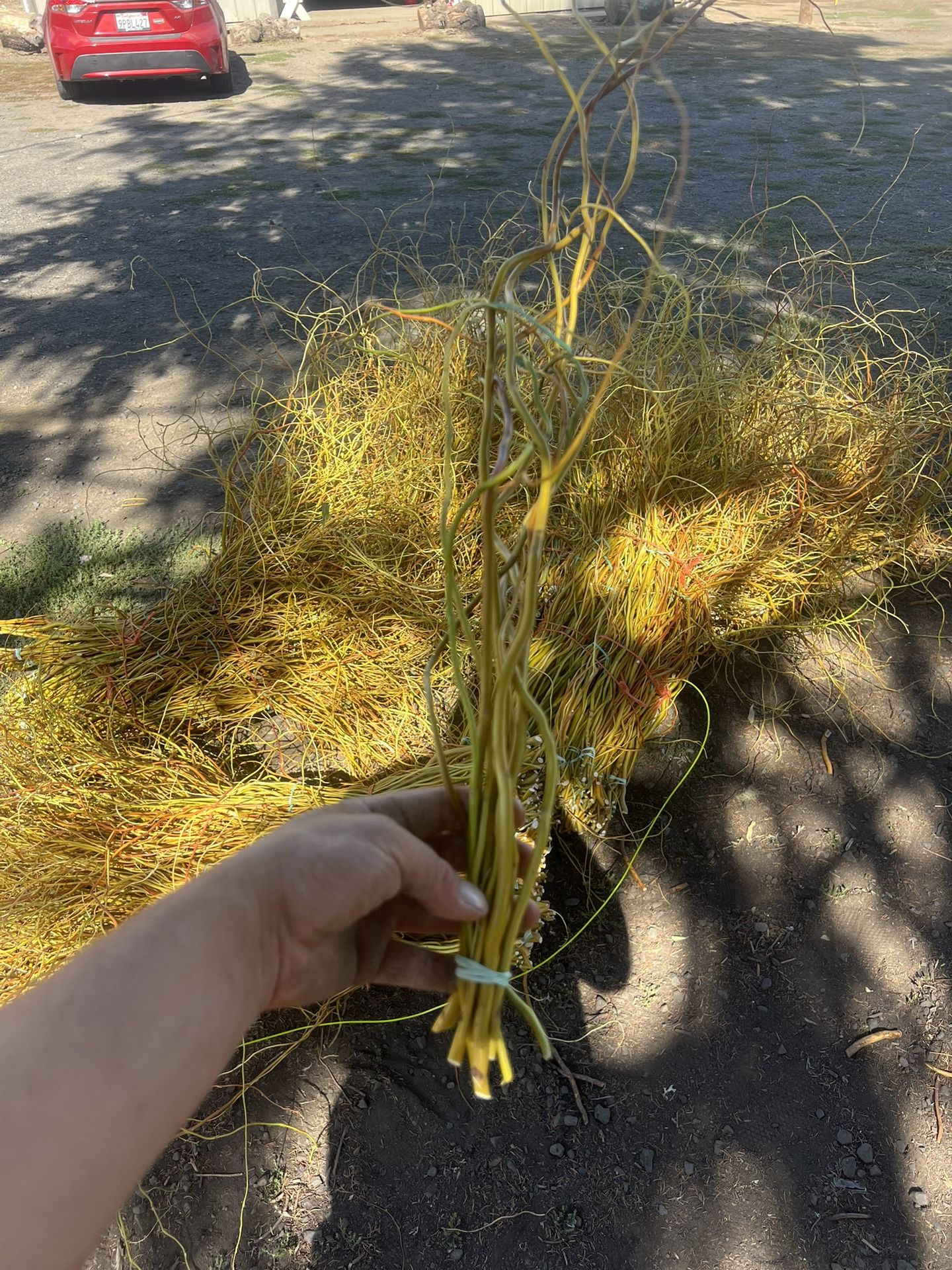Red Curly Willow Fresh Cut