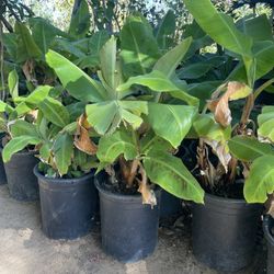 5 Gallon Size- Banana Plants- Cherimoya Trees- Strawberry Guava Trees- Almond Trees- Olive Trees- Sapote Trees- Persimmon Trees- 