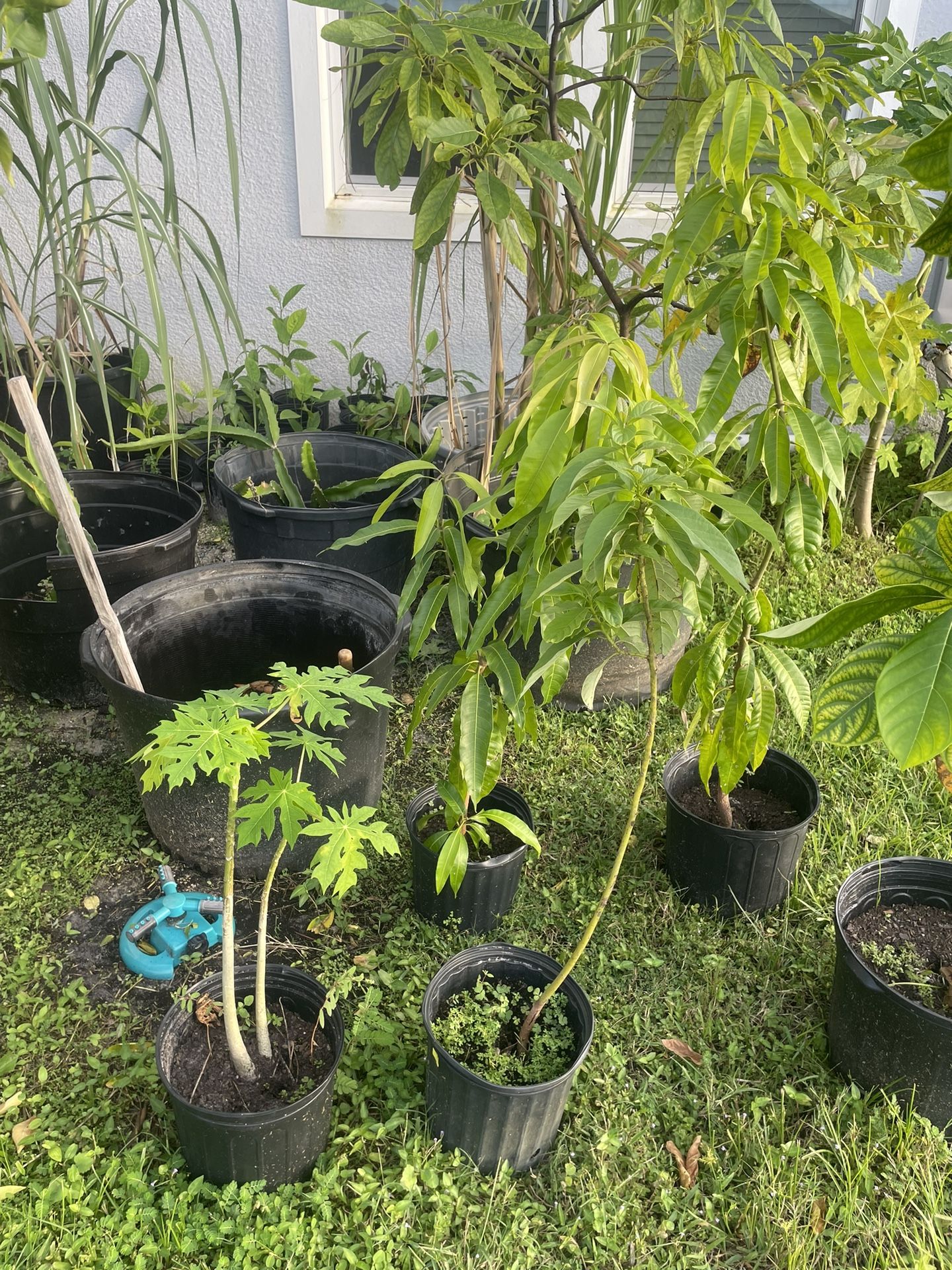 Plant/tree Sale. Mango. Papaya. Avocado. Lemon