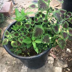 Beautiful Flower and Thai Basil In The Same Pot
